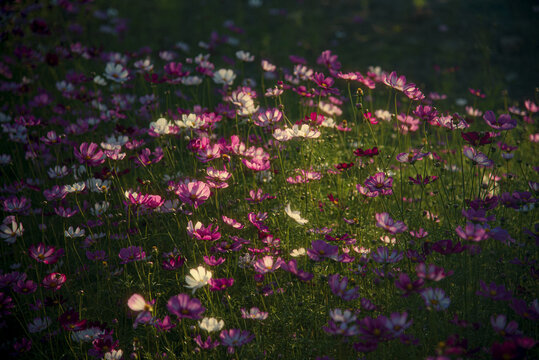 花朵背景素材