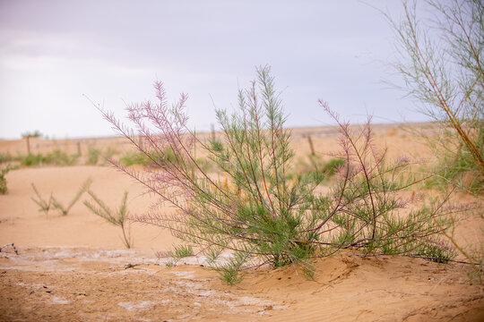 沙漠红柳