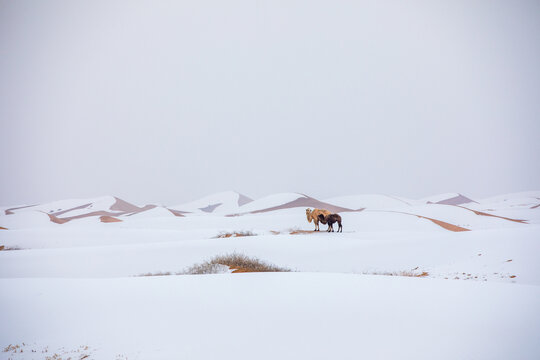 雪后沙漠