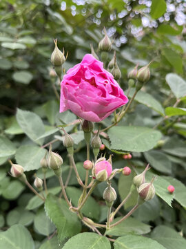 含苞待放的月季花