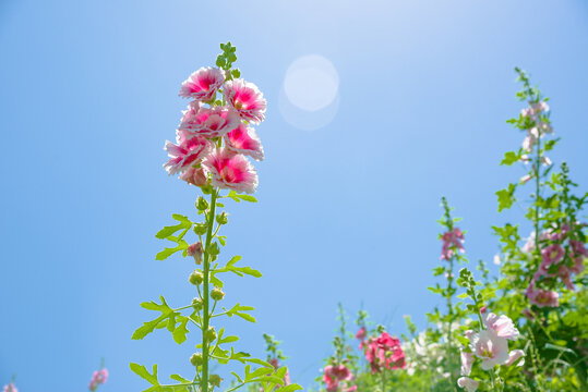 蜀葵斗篷花