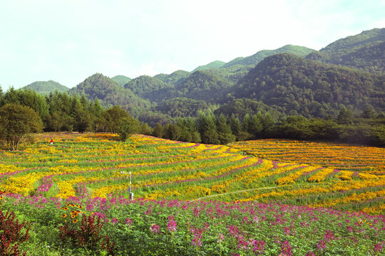 花卉种植基地