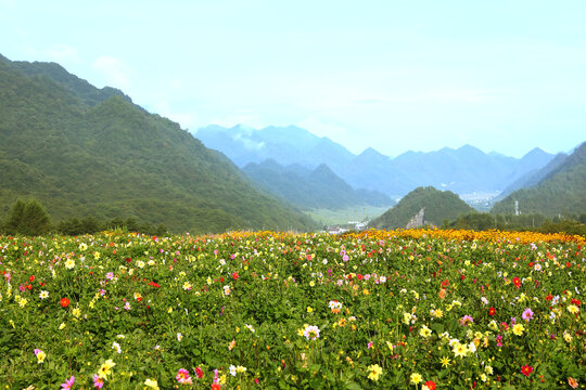 美丽新农村花卉种植花田风景