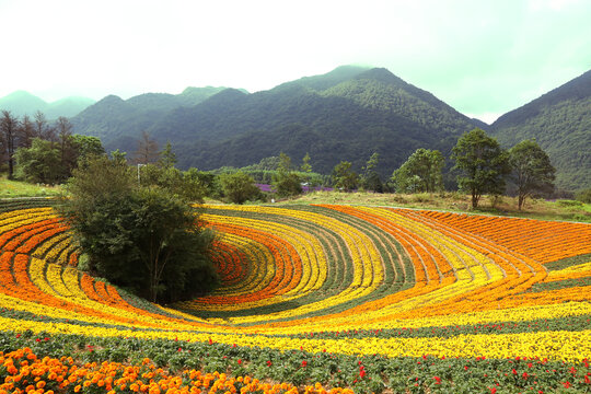 西部生态旅游花田花海田园风光