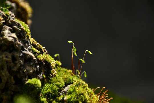 苔藓