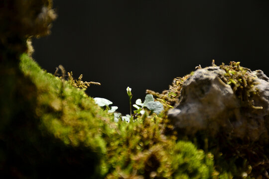 苔藓