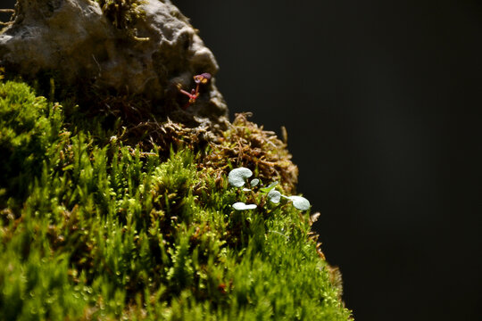 苔藓