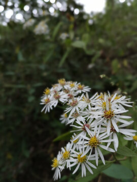 野雏菊