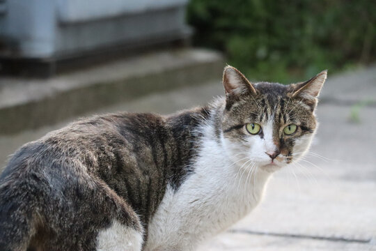 黑白狸花猫