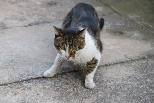 猫咪捕猎