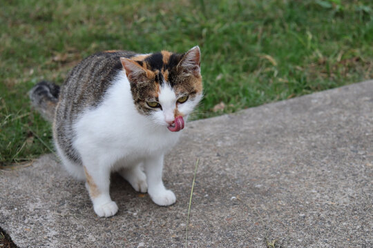 小馋猫