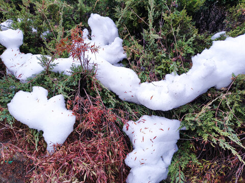 树上积雪