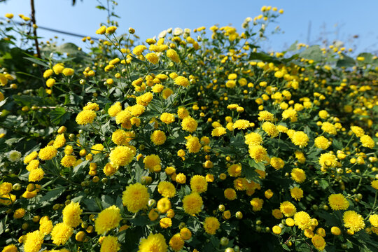 黄色野菊花一丛小雏菊