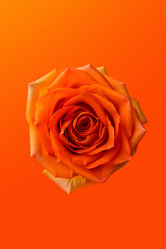 橙色背景下的玫瑰花
