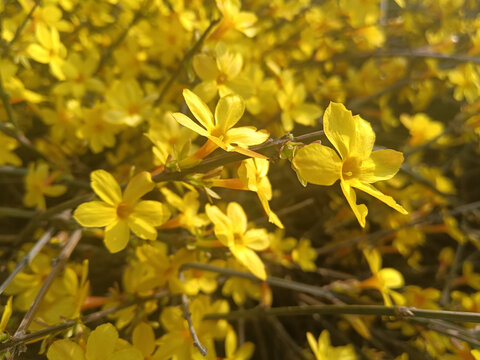 迎春花