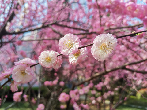 梅花