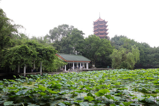 荷塘风景