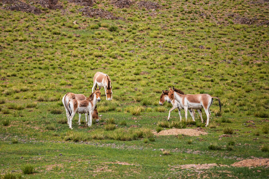 西藏高原上的藏野驴