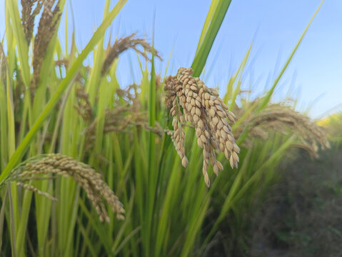 丰收稻田稻米