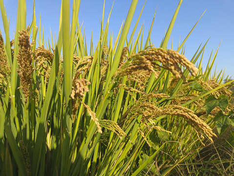 高产稻田