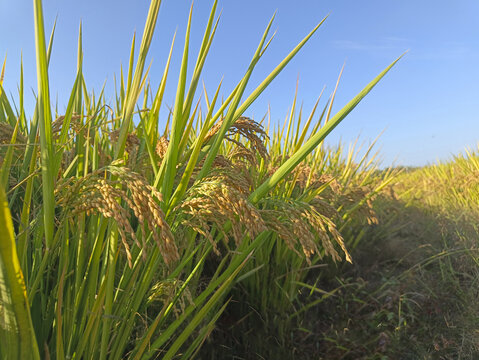 高产稻田成熟稻米