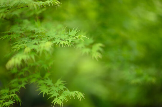 春天水边绿色的鸡爪槭枫叶