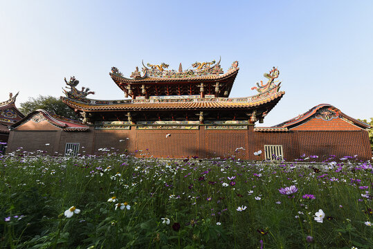 格桑花海