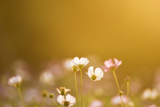 唯美格桑花