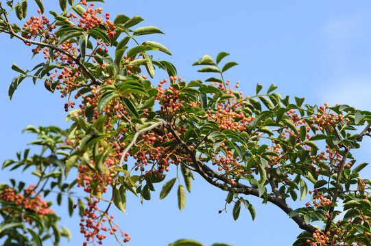 花椒树