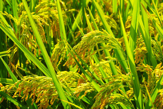 水稻农田