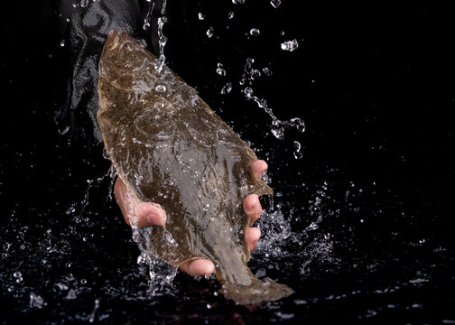 左口魚