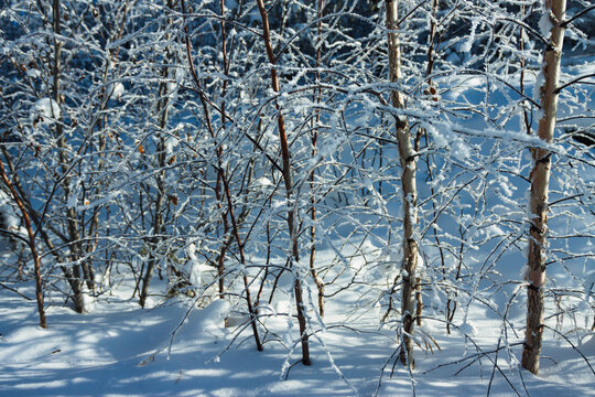 雾凇冬季森林积雪