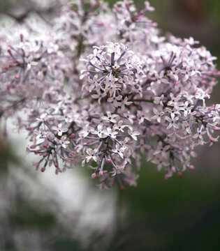 丁香花