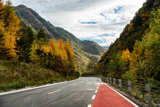 水杉公路