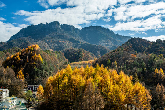 神农架水杉