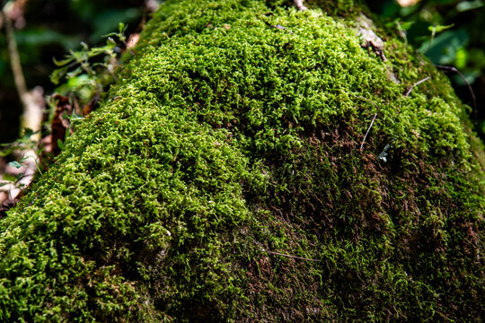 苔藓