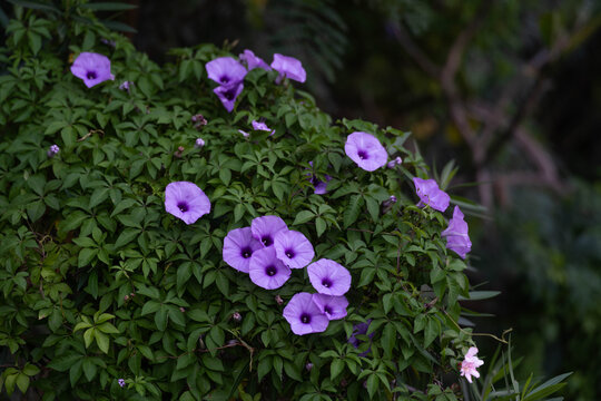 牵牛花