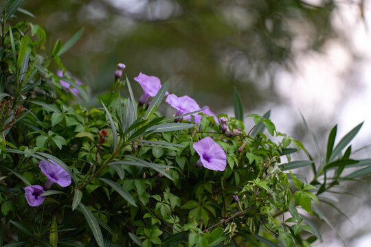 牵牛花