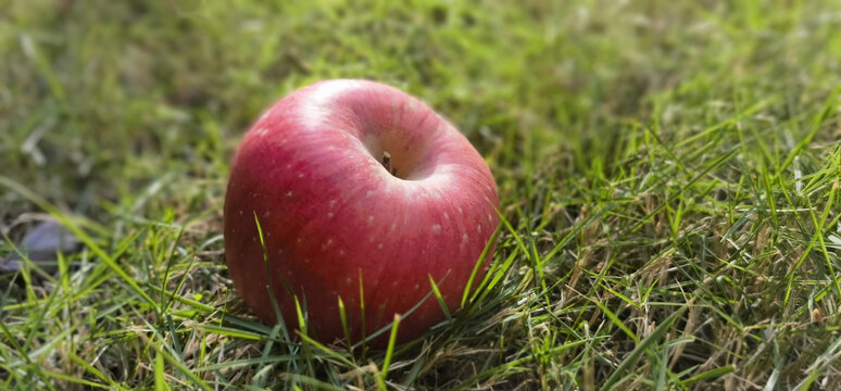 草地上的苹果