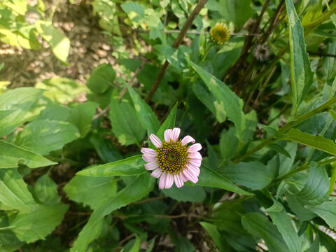 松果菊的花朵