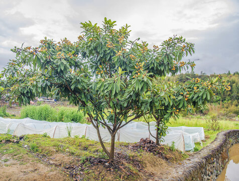 福建漳州南靖云水谣龙眼树