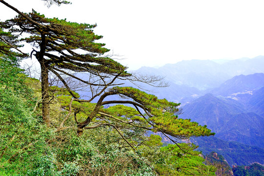 三清山迎客松