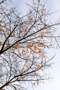 秋天的树枝