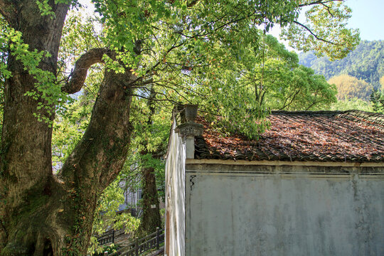 歙县水竹坑村