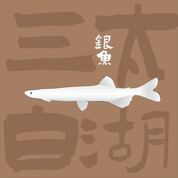 太湖三白銀魚(yú)