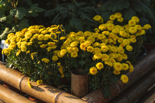 黄色菊花盆栽