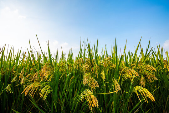 成熟的水稻与稻田