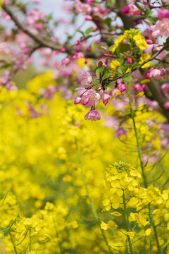 海棠花油菜花