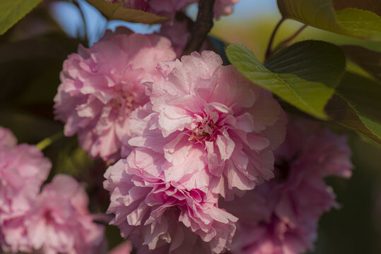 桃花特写