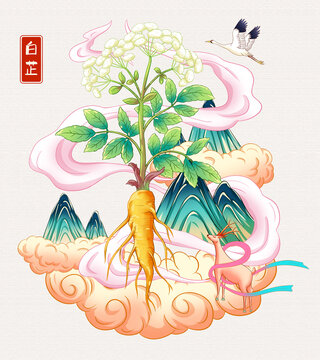 白芷插画手绘